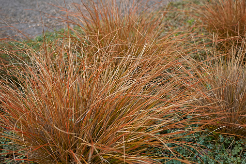 Carex buchananii