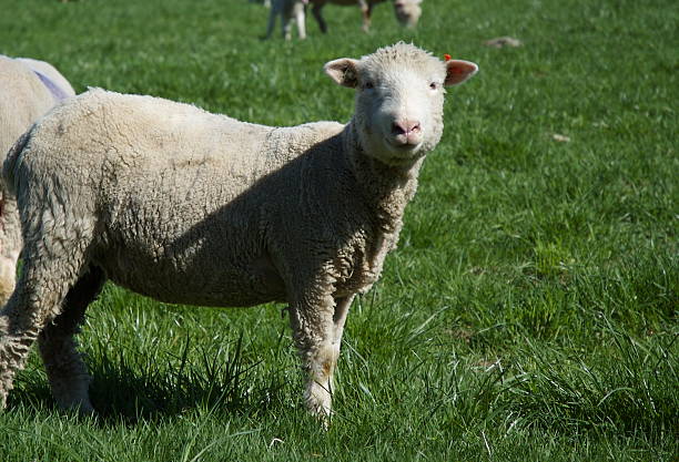 Adulto de oveja - foto de stock