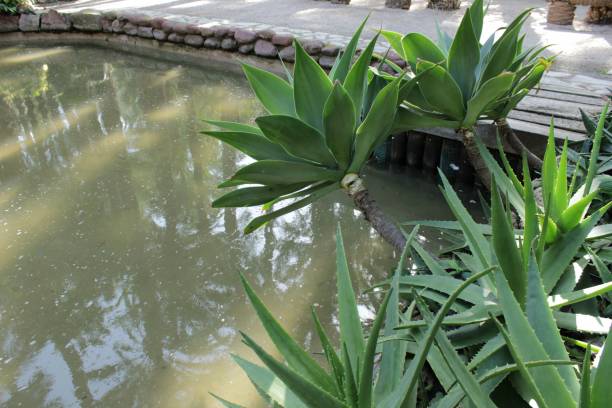istock Aloe Vera plants in the garden 913839676