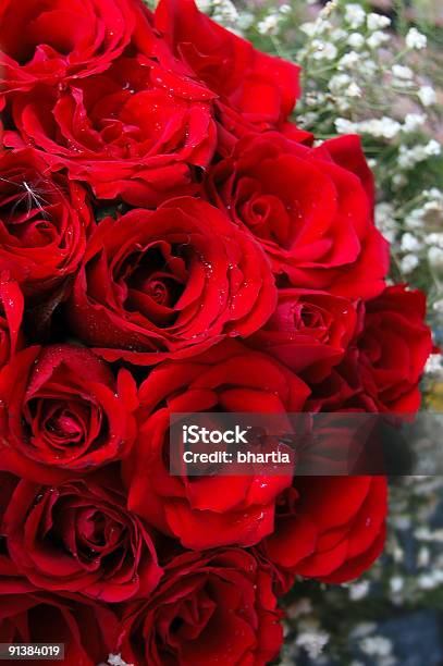 Foto de Rosas Vermelhas e mais fotos de stock de Amor - Amor, Arranjo, Arte