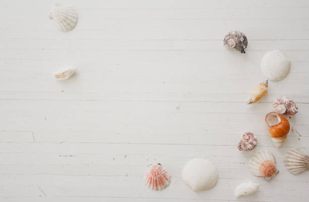 istock Seashells on a vintage white painted wood background 913840282