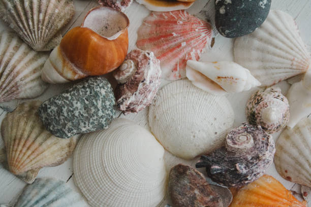 istock Seashells on a vintage white painted wood background 913840342