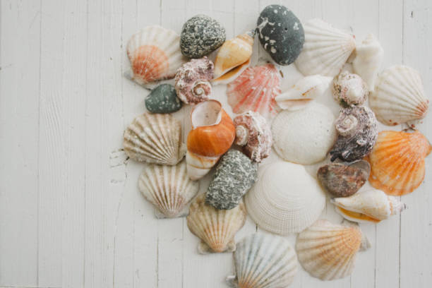 istock Seashells on a vintage white painted wood background 913840348