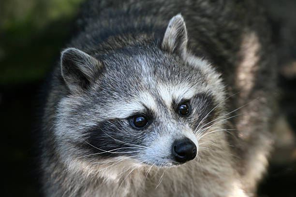 istock Portrait of a raccoon 91384120