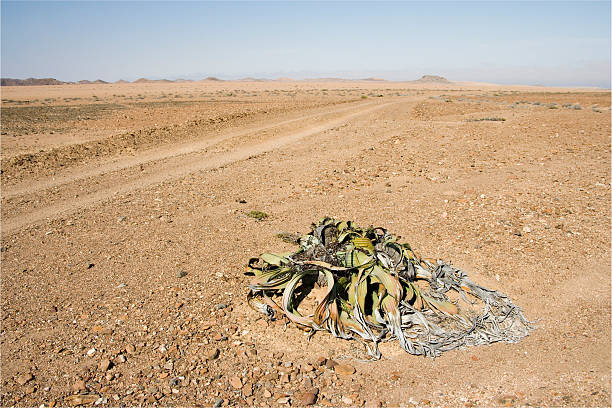 Crows rest on trees in the Namib desert in Sothern Africa