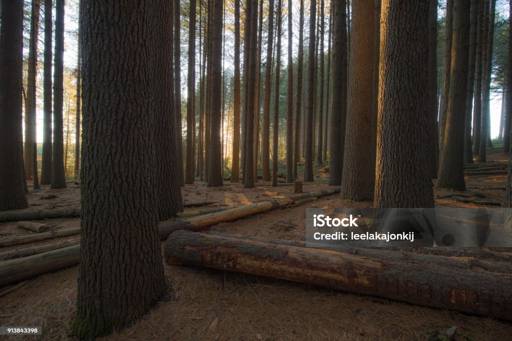 Sugar Pine walk Big pine tree forest in Australia Australia Stock Photo