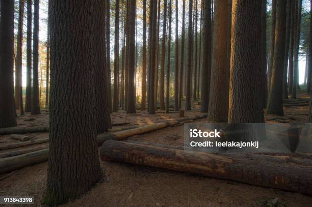 Sugar Pine Walk Stock Photo - Download Image Now - Australia, Beauty, Blue