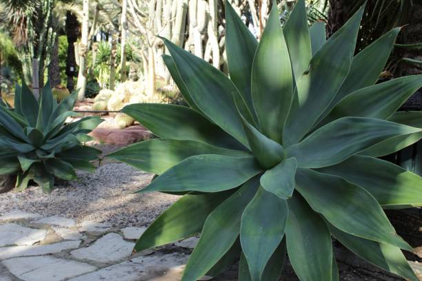 istock Agave attenuata plant in the garden 913843568