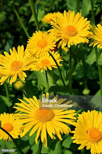 Gelbe Sommer Daisies Stockfoto und mehr Bilder von Blume - Blume, Blumenbeet, Blüte