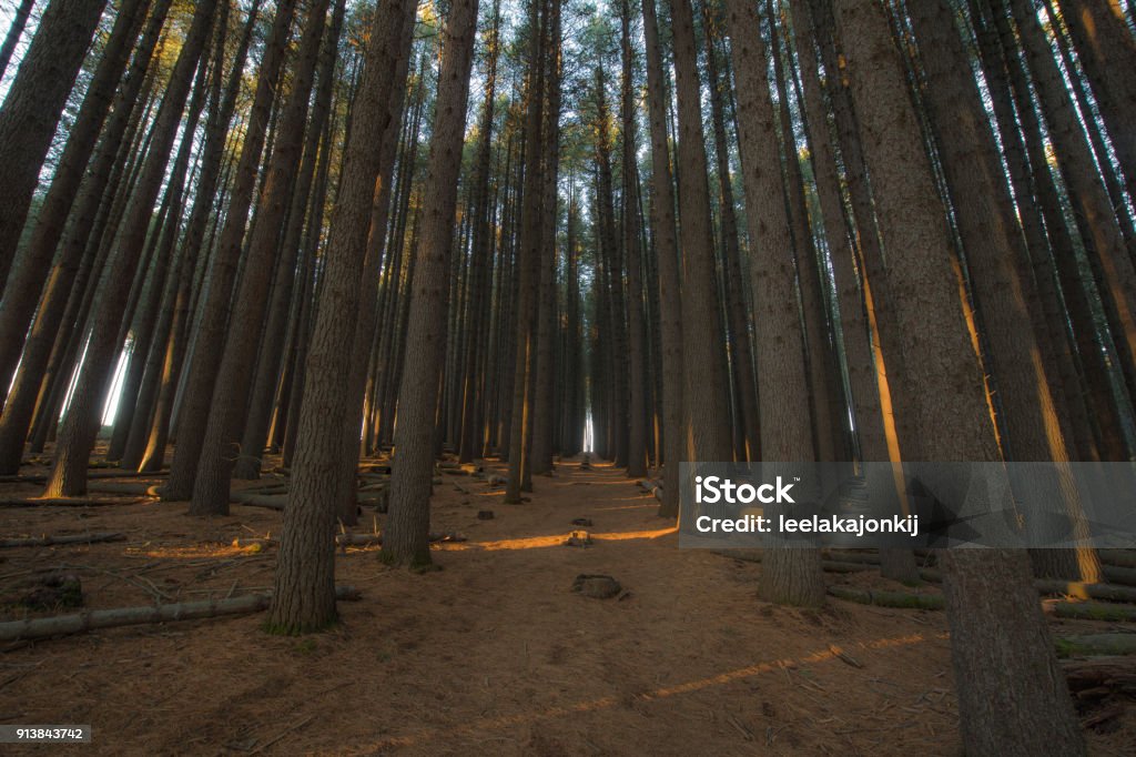 Sugar Pine walk Big pine tree forest in Australia Australia Stock Photo