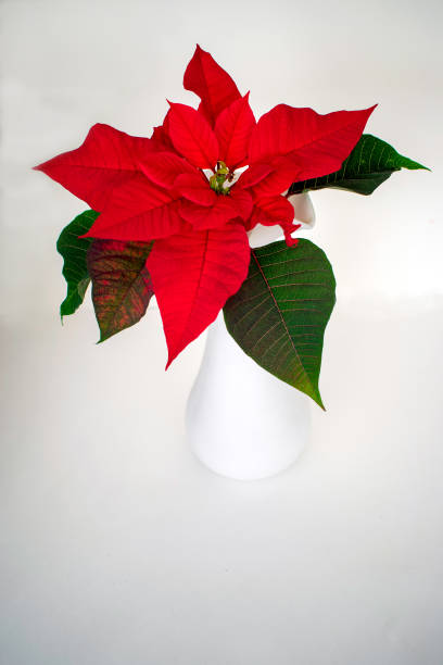 istock One bold red poinsettia against white background 913846630