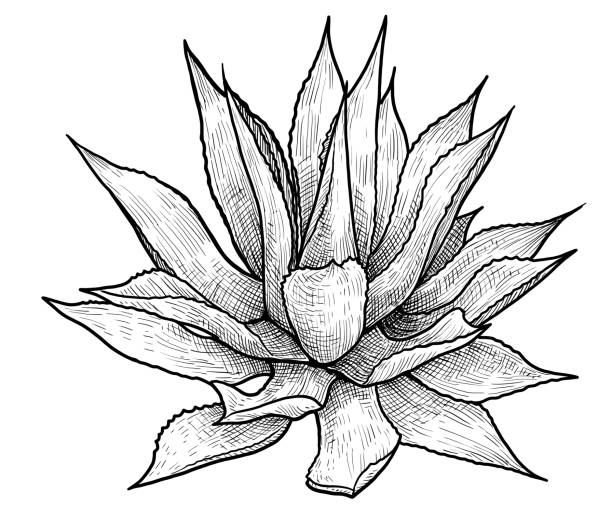 Agave illustration, drawing, engraving, ink, line art, vector Illustration, what made by ink, then it was digitalized. yucca stock illustrations