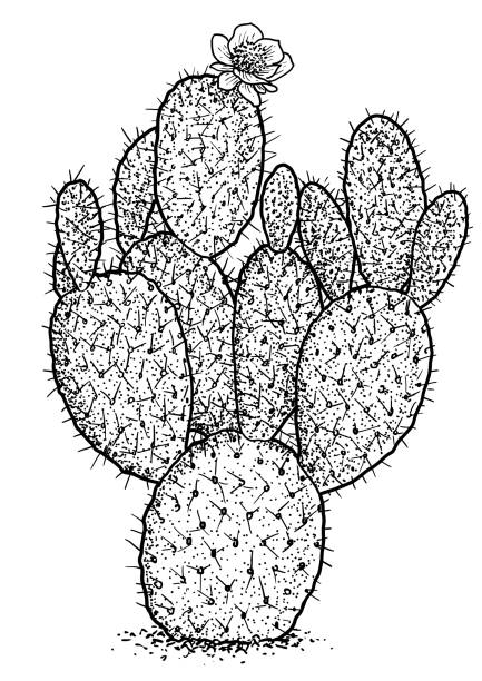 illustrations, cliparts, dessins animés et icônes de indian fig, illustration de l’opuntia, dessin, gravure, encre, dessin au trait, vecteur - prickly pear cactus