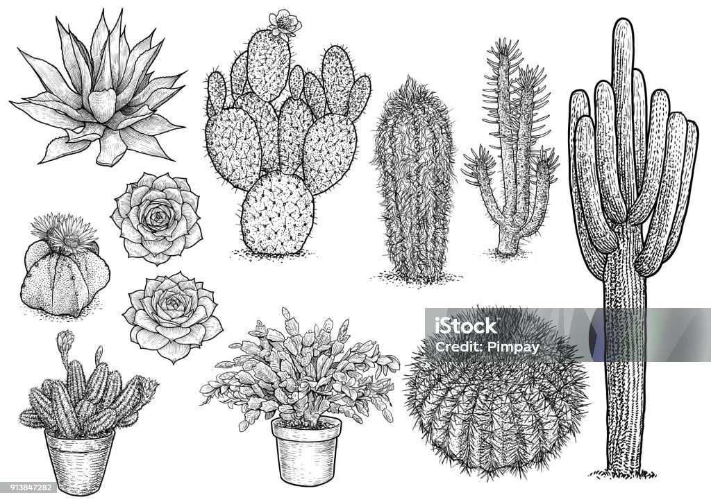 cactus nad succulent illustration, drawing, engraving, ink, line art, vector Illustration, what made by ink, then it was digitalized. Cactus stock vector