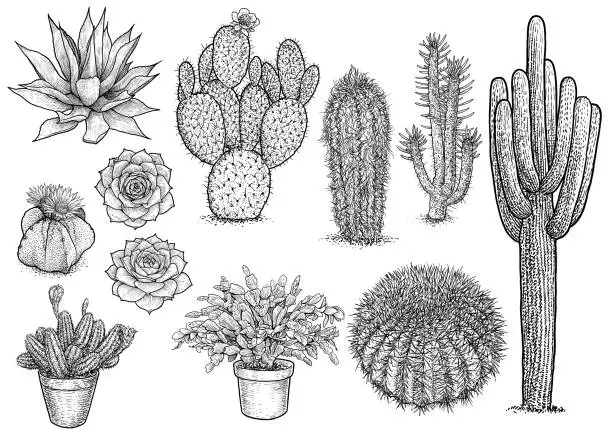 Vector illustration of cactus nad succulent illustration, drawing, engraving, ink, line art, vector