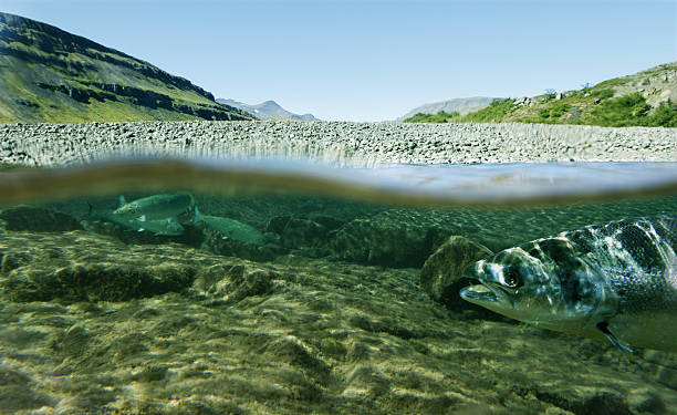 leben unter wasser - seeforelle stock-fotos und bilder