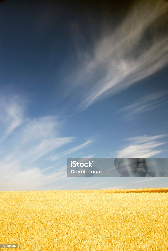 Gelb Weizen Feld - Lizenzfrei Denizli Stock-Foto