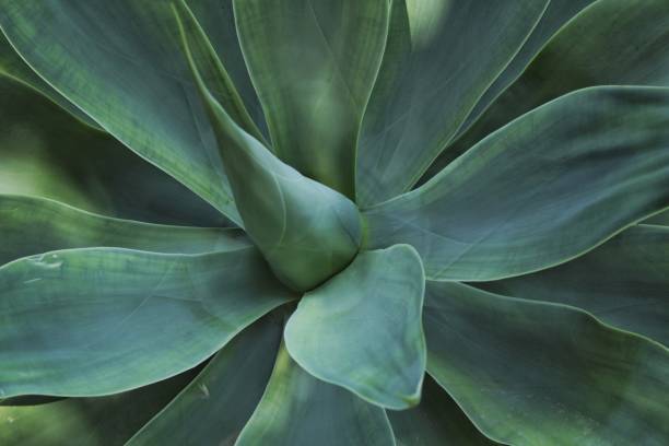 istock Agave attenuata plant in the garden 913849624