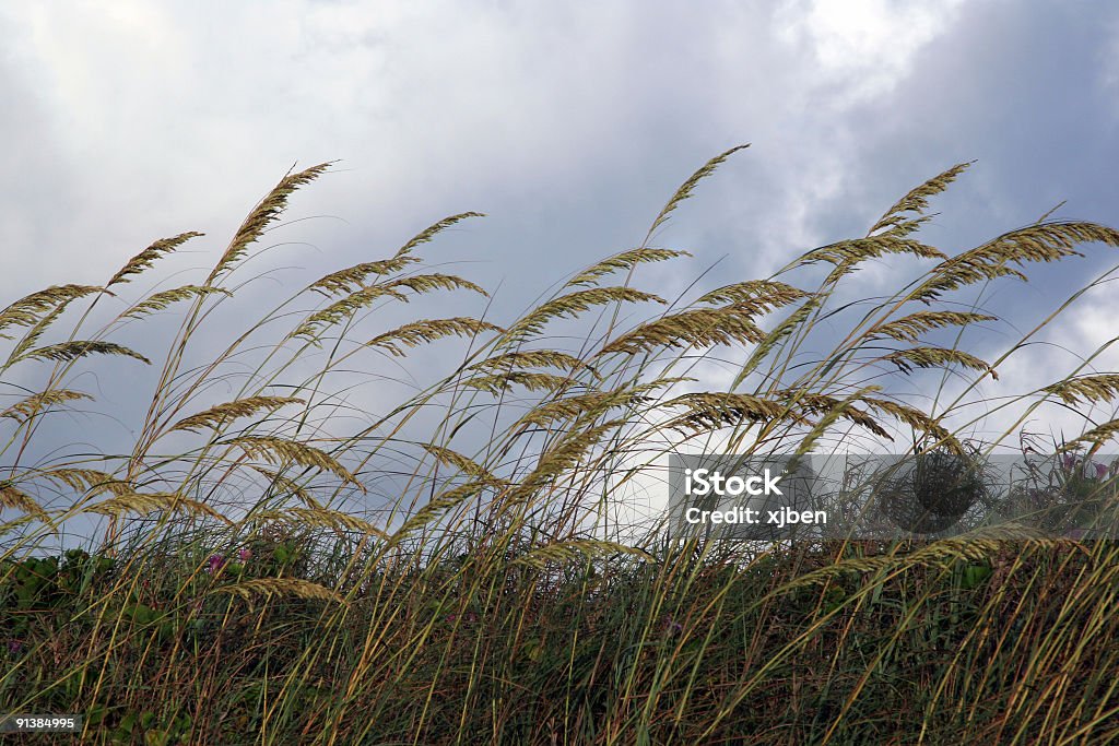 Guris Rumput Rumput Pantai Foto Stok - Unduh Gambar Sekarang - Texas, Garis pantai ...
