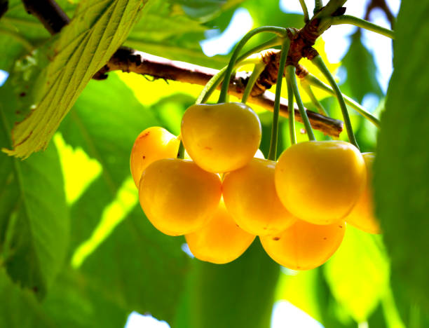 istock Yellow, ripe cherry on a tree branch 913851960