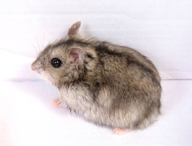 istock Djungarian hamster in sawdust on white background 913852272