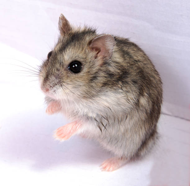istock Djungarian hamster in sawdust on white background 913854392
