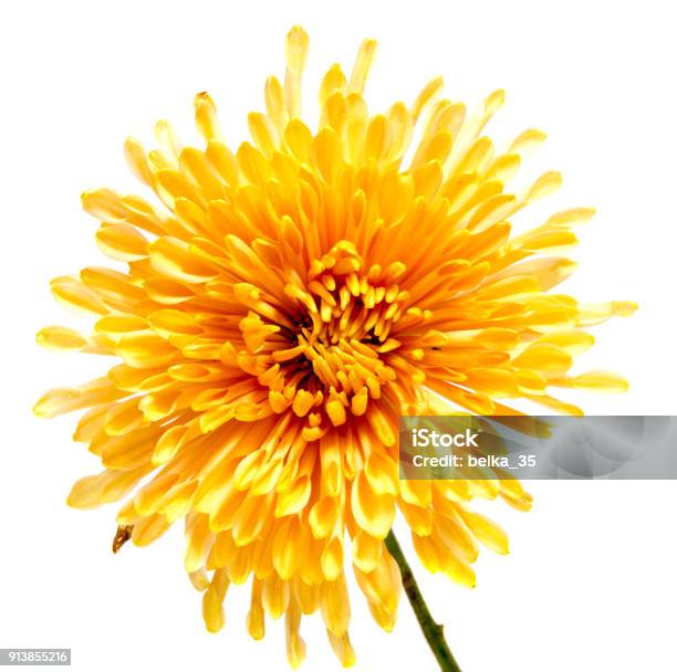 Flor De Crisantemo En Un Tallo Largo Sobre Fondo Blanco Aislada Foto de stock y más banco de imágenes de Crisantemo