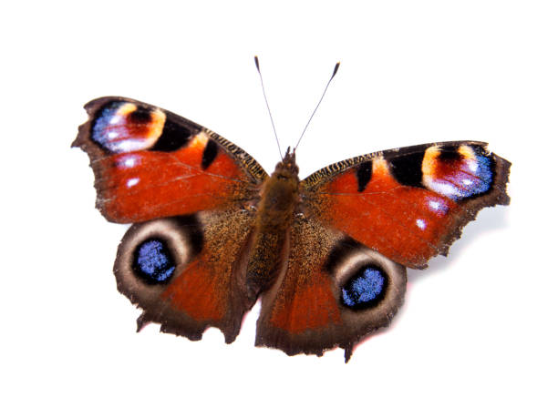 istock Single monarch butterfly isolated on white background 913857770