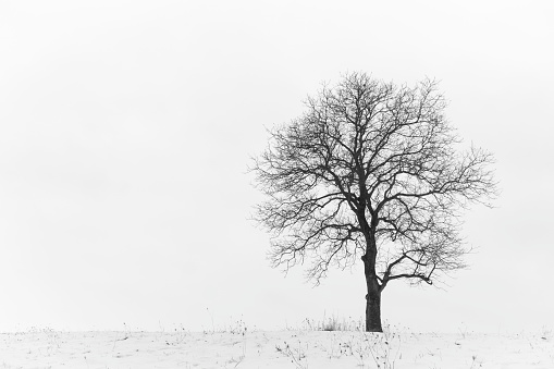 Abandoned walnut tree on snow covered meadow during winter. Slovakia