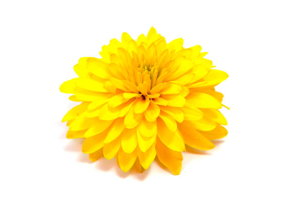istock Chrysanthemum flower on a long stem on a white background is insulated 913858624