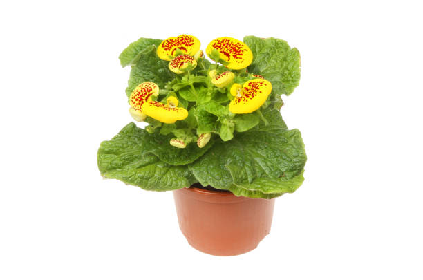 Calceolaria Flowering Calceolaria, Lady's purse, plant in a pot isolated against white calceolaria stock pictures, royalty-free photos & images