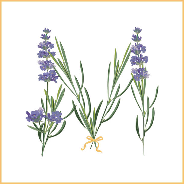 ilustrações, clipart, desenhos animados e ícones de monograma letra m. alfabeto de retrô com inicial de flor de lavanda - letter m alphabet color image flower