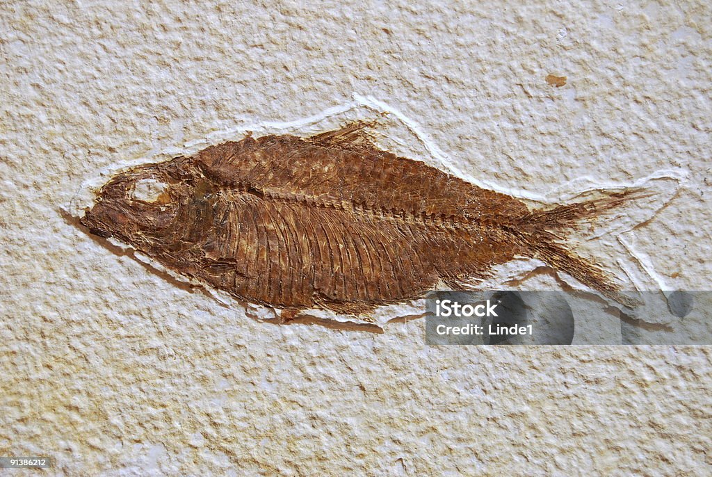 Fossilisé préhistorique poisson, situé dans la pierre - Photo de Caillou libre de droits