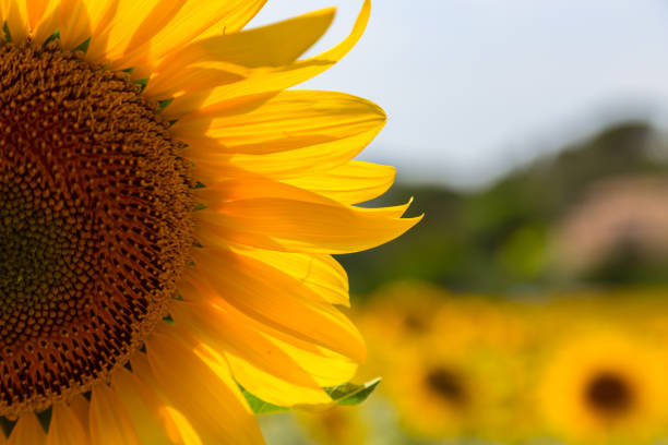 istock A beautiful sunflower field near Valensole 913862452