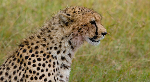 Cheetah 2 stock photo