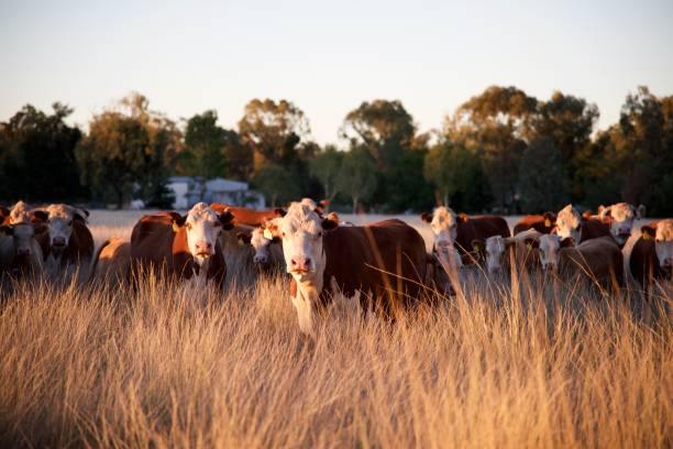 istock Herd of grass fed beef cattle 913865364