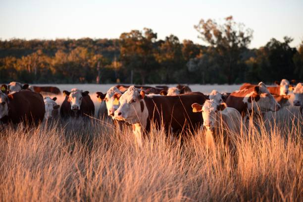 istock Herd of grass fed beef cattle 913865388