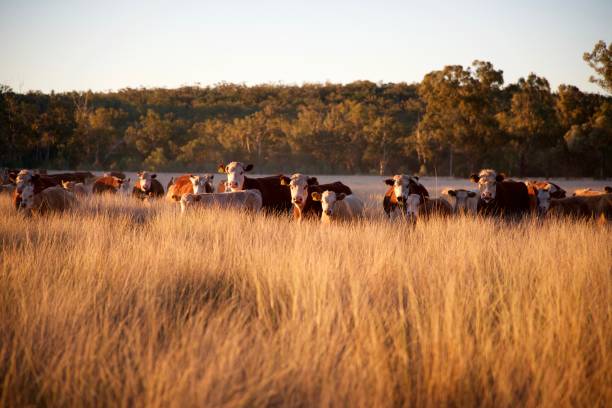 istock Herd of grass fed beef cattle 913865392