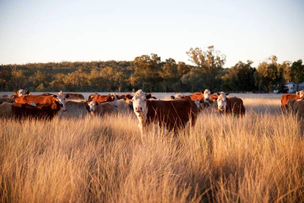 istock Herd of grass fed beef cattle 913865446