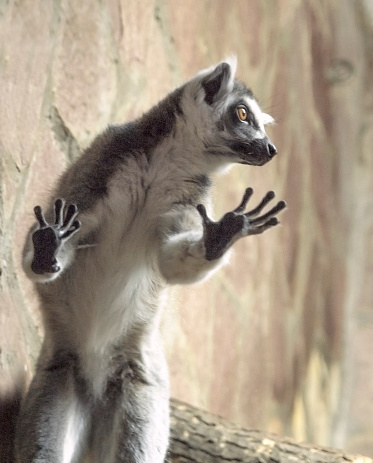 A ring-tailed lemur, Lemur catta, has reared on its hind legs and leaned against a display window glass. The lemur has fluffy grey hair, a touching snout, crooked fingers, and expressive orange eyes.