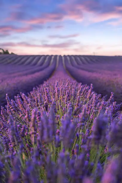 Photo of Lavender field summer sunset landscape  near Valensole