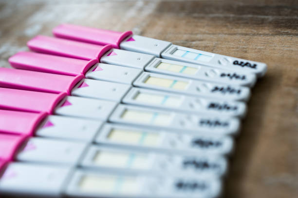 pregnancy test, day by day - ovulação imagens e fotografias de stock