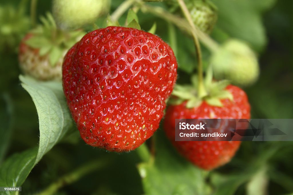 Sangría de fresa - Foto de stock de Agricultura libre de derechos