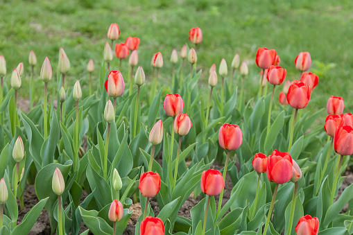 Red spring tulips grow in the flower bed in the park