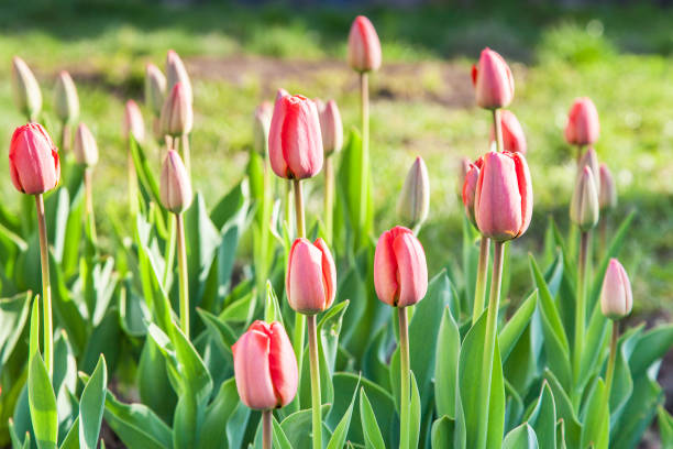 istock Flower bed in formal garden 913865902