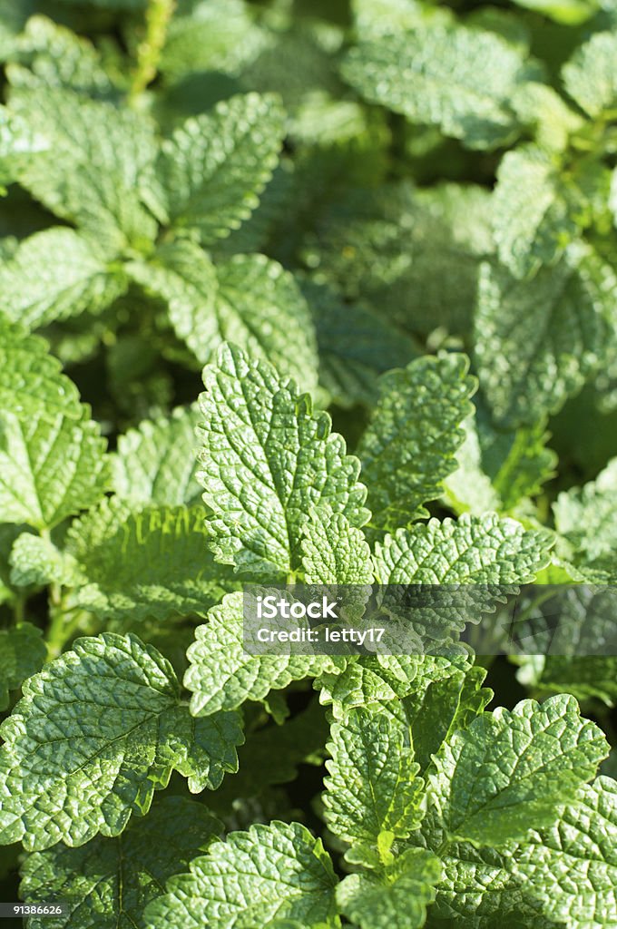 mint - Foto de stock de Agricultura libre de derechos