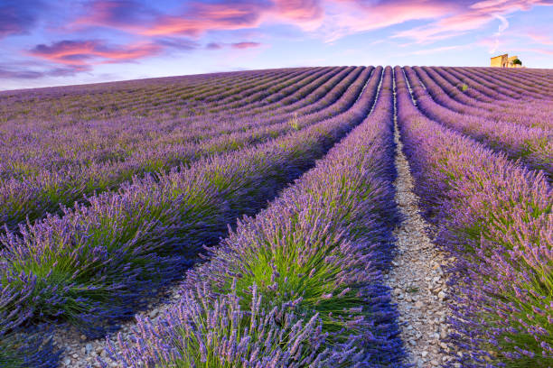 istock Lavender field summer  near Valensole 913866448