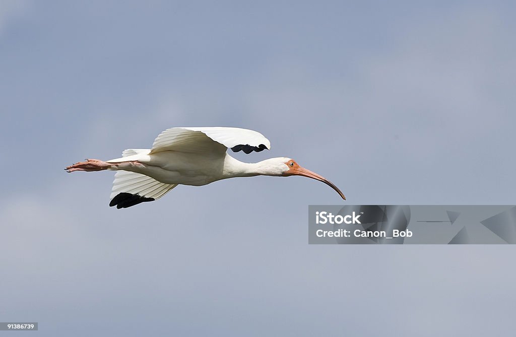 White Ibis in flight.  Flying Stock Photo