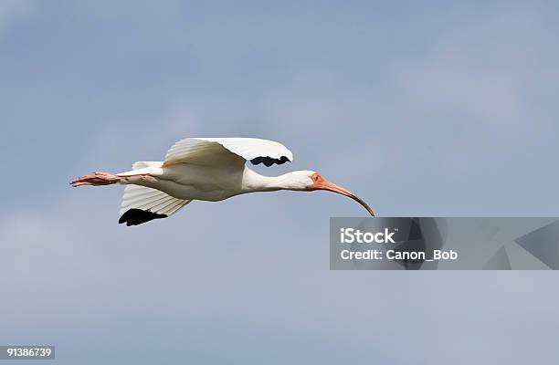 White Ibis In Flight Stock Photo - Download Image Now - Flying, Animal Wildlife, Animals In The Wild