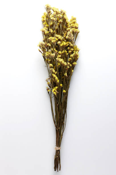 istock Dried Field Flower isolated on White Background with Real Shadow. 913868550